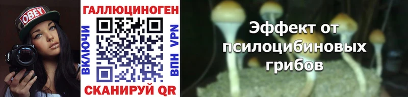 Галлюциногенные грибы Psilocybine cubensis  Апшеронск 